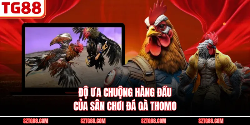 Độ ưa chuộng hàng đầu của sân chơi đá gà Thomo